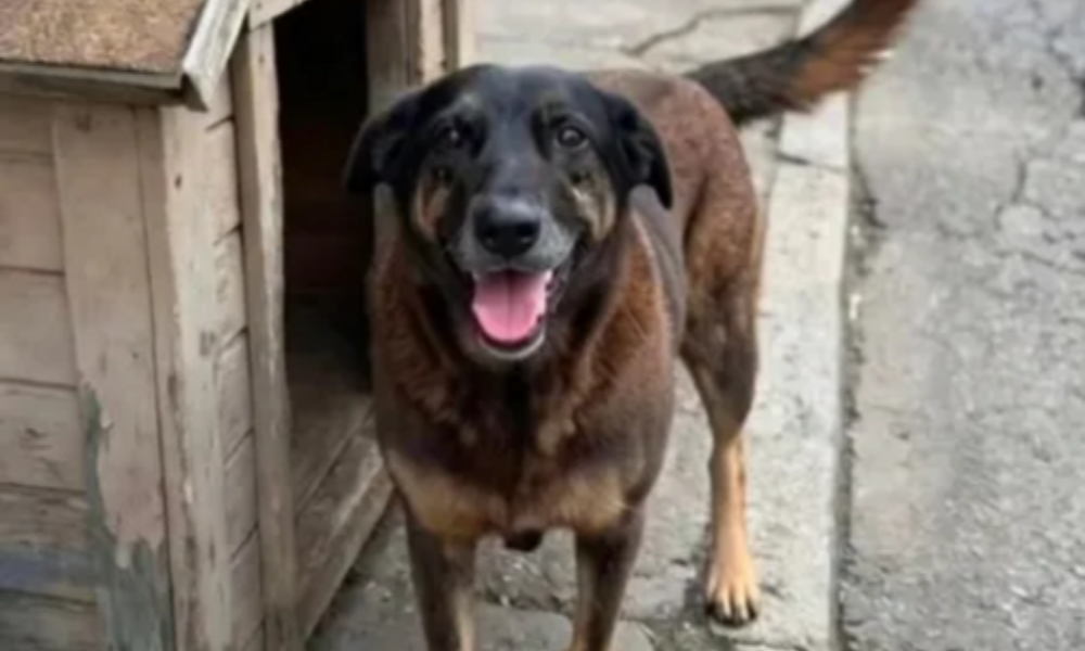 Cão Orelha: adolescentes investigados pela morte retornam ao Brasil