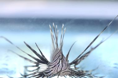 Governo da Bahia convoca população para registrar avistamentos de peixe-leão | SECOM