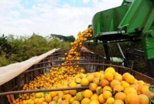 Bahia articula expansão da citricultura com foco em agroindústria e novos mercados | SECOM