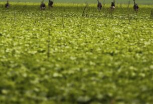 CMN passa a exigir fotos com localização comprovada em seguro rural