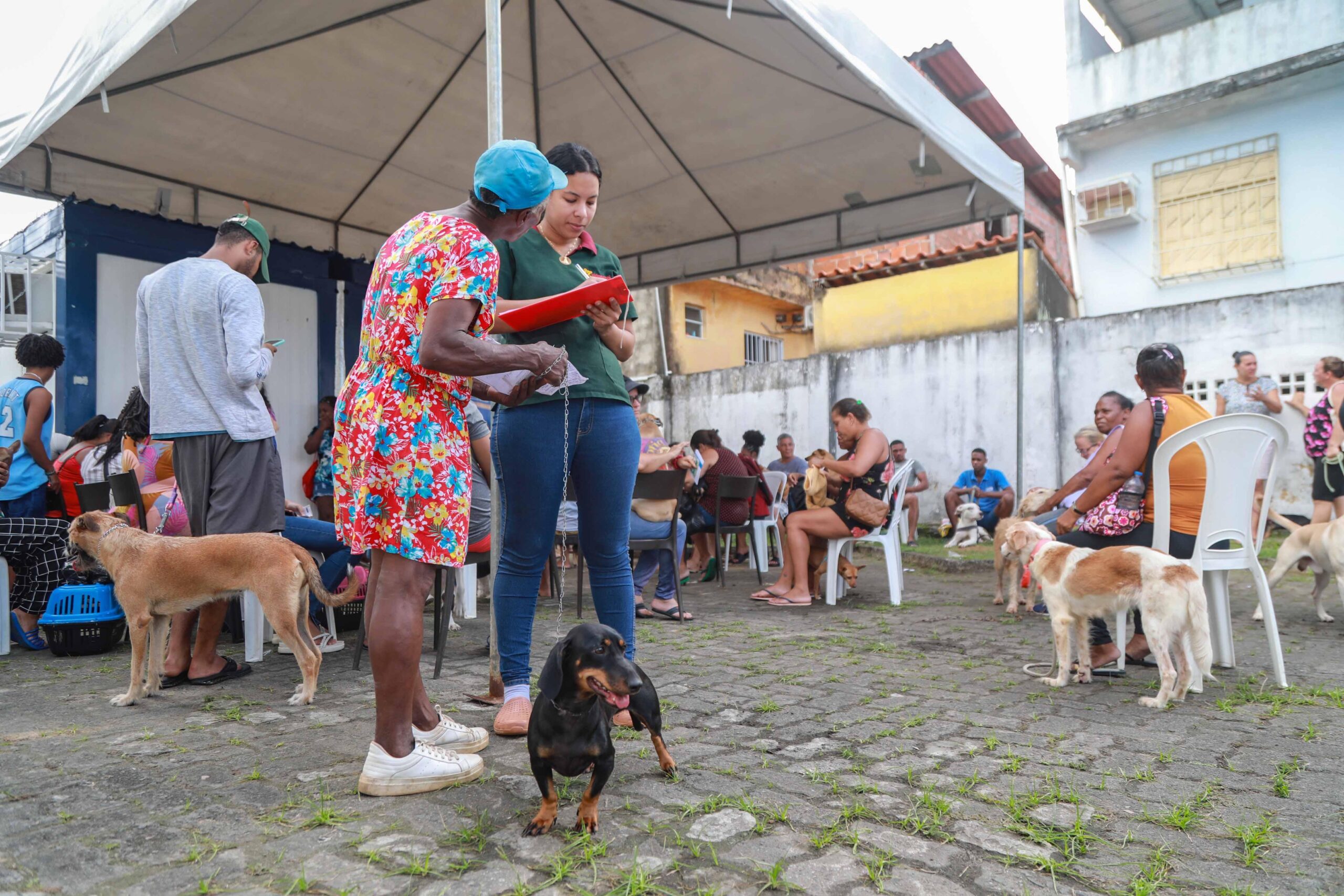 Castração gratuita da Prefeitura ajuda a reduzir abandono de animais e prevenir doenças em Salvador