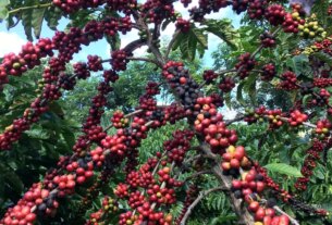 Exigências regulatórias da UE podem embarreirar pequenos cafeicultores
