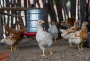 Governo da Bahia abre seleção de 50 organizações da agricultura familiar para fortalecer a produção de ovos caipiras | SECOM