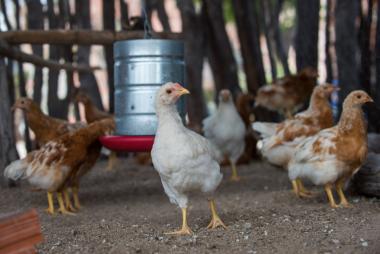 Governo da Bahia abre seleção de 50 organizações da agricultura familiar para fortalecer a produção de ovos caipiras | SECOM
