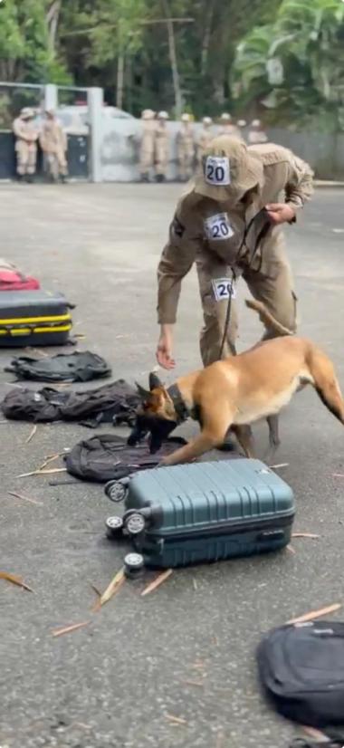 Parceria entre policial e cão representa mais eficiência operacional contra criminalidade | SECOM