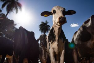 União Europeia oficializa veto a carne brasileira a partir de setembro