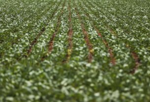 Entenda impasse entre bancada do agro e governo sobre dívidas rurais