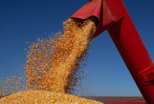 IBGE prevê safra de 347,4 milhões de toneladas para 2026