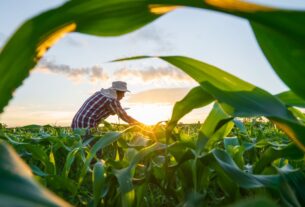 MP de dívida rural foca em perdas climáticas, diz Durigan