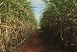 Safra de cana-de-açúcar deve crescer 4,7% em relação ao ano de 2025