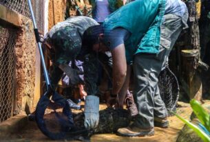 Grupamento resgata mais de 5,5 mil animais silvestres em Salvador em menos de dois anos – Prefeitura Municipal de Salvador