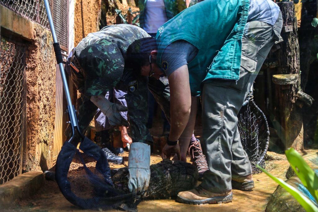 Grupamento resgata mais de 5,5 mil animais silvestres em Salvador em menos de dois anos – Prefeitura Municipal de Salvador