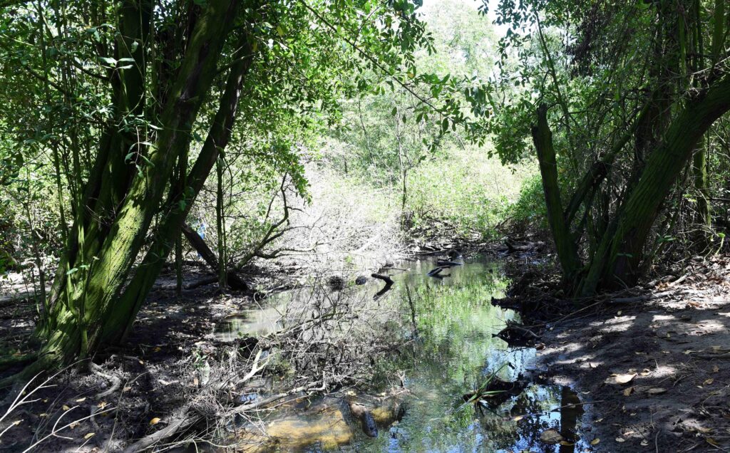 Moradores e ambientalistas destacam importância da efetivação do Parque Municipal do Passa Vaca para preservação do manguezal