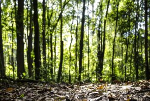Produção florestal no país alcança recorde de R$ 47,9 bilhões em 2025