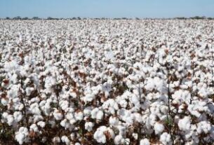 Bahia celebra Dia Mundial do Algodão com produção de 1,8 milhão de toneladas e alta de 21,9% no valor gerado | SECOM