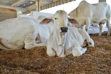 Bahia celebra Dia Nacional da Pecuária com recordes e reconhecimento internacional em sanidade animal | SECOM