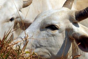 Carne brasileira passa a pagar tarifa de 67% para entrar na China