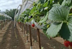 Dia da Agricultura: Bahia amplia produção, diversifica culturas e consolida liderança no Nordeste | SECOM